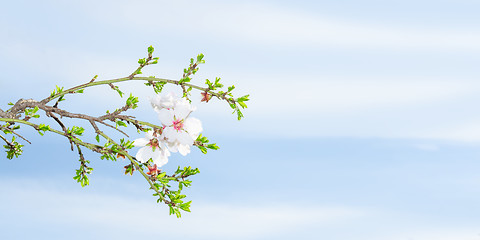 Image showing Spring blossom apricot tree against blue sky