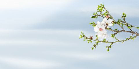 Image showing Spring blooming almond tree against blue sky