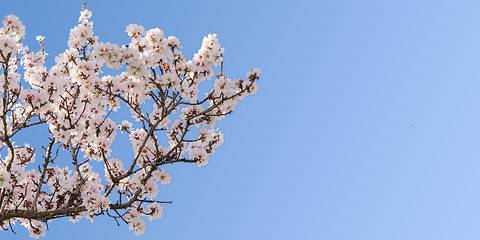 Image showing Big branch of springtime blossom almond tree