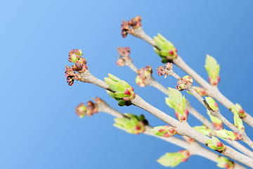Image showing Spring branches with blooming green buds
