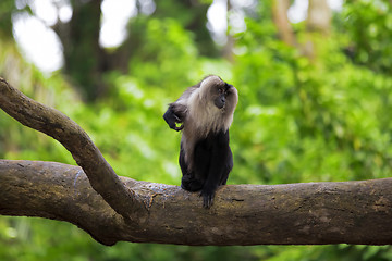 Image showing Lion-tailed Macaque