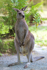 Image showing Eastern Grey Kangaroo