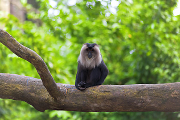 Image showing Lion-tailed Macaque