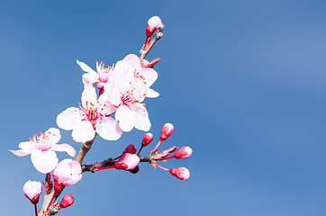 Image showing Springtime plum blossoms pink buds and flowers