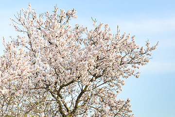 Image showing Almond tree with spring blossom flowers
