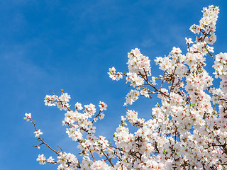 Image showing Springtime bloom of apricot tree against blue sky