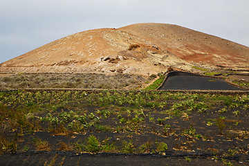 Image showing cultivation   screw grapes wall crops  