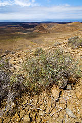 Image showing flower  bush  volcanic rock stone   lanzarote spain plant 