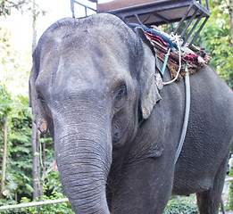 Image showing elephant