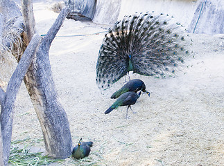 Image showing peacocks