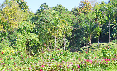 Image showing jungle park