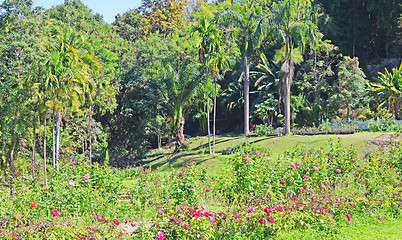 Image showing jungle park