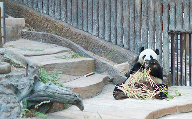 Image showing panda