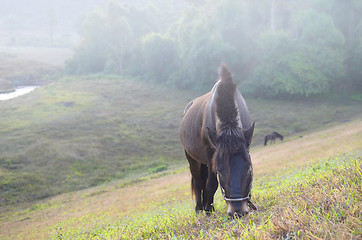 Image showing horses