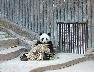 Image showing panda