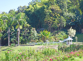 Image showing jungle park