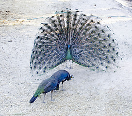 Image showing peacocks