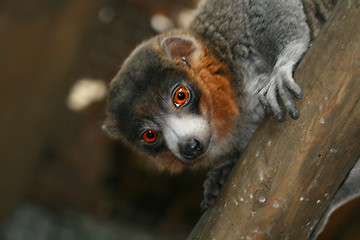 Image showing Mongoose Lemur