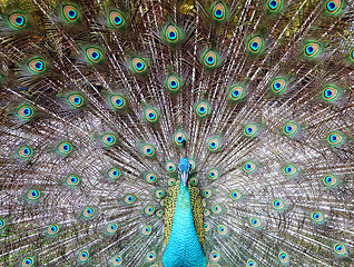 Image showing peacock