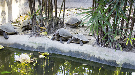 Image showing tortoises