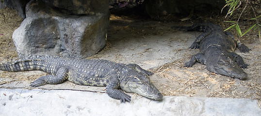 Image showing crocodiles