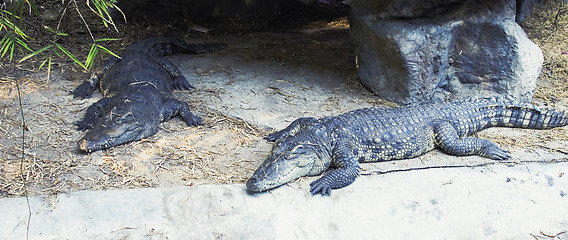 Image showing crocodiles