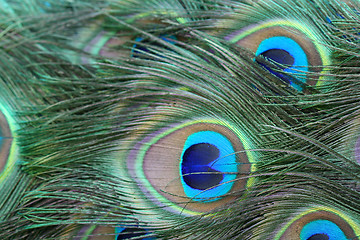 Image showing Peacock Tail Feathers