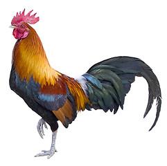 Image showing rooster