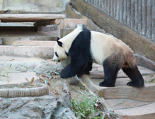 Image showing panda