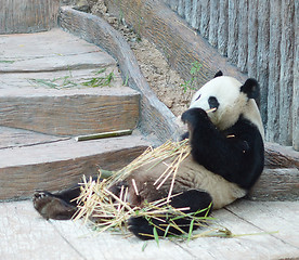 Image showing panda