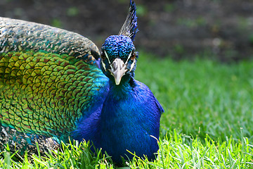 Image showing Peacock in the grass