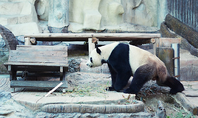 Image showing panda