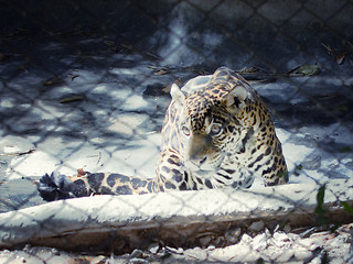 Image showing jaguar