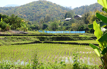 Image showing rice field