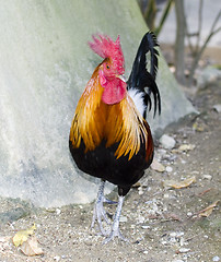 Image showing rooster