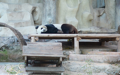 Image showing sleeping panda