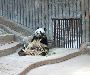 Image showing panda