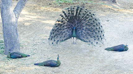 Image showing peacocks