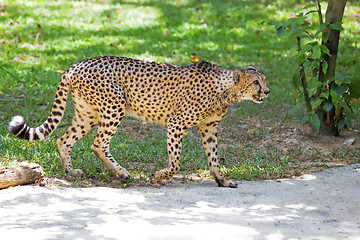 Image showing Wild Cheetah