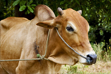 Image showing   africa front brown cow bite in the bush