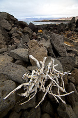 Image showing   branch abstract pond water coastline salt in  lanzarote spain 