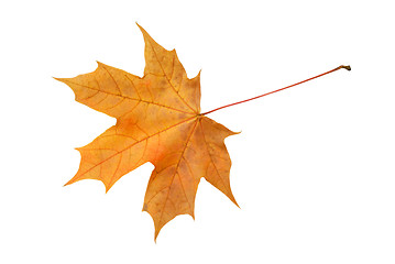 Image showing Autumn Leaf