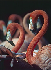 Image showing Flamingos