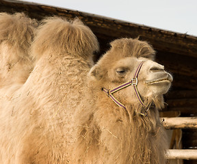 Image showing Camel.