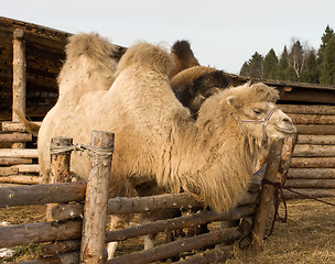 Image showing Camel.