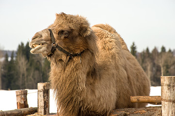 Image showing Camel.