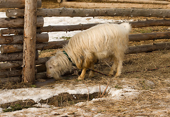 Image showing Billygoat.