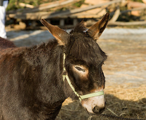 Image showing Donkey.