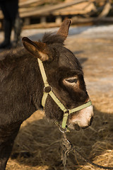 Image showing Donkey.