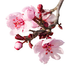 Image showing Branch of spring plum blossom with pink flowers and buds